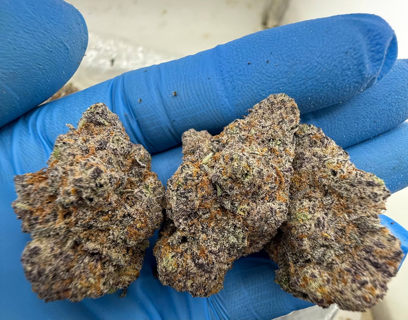 Candy Mango