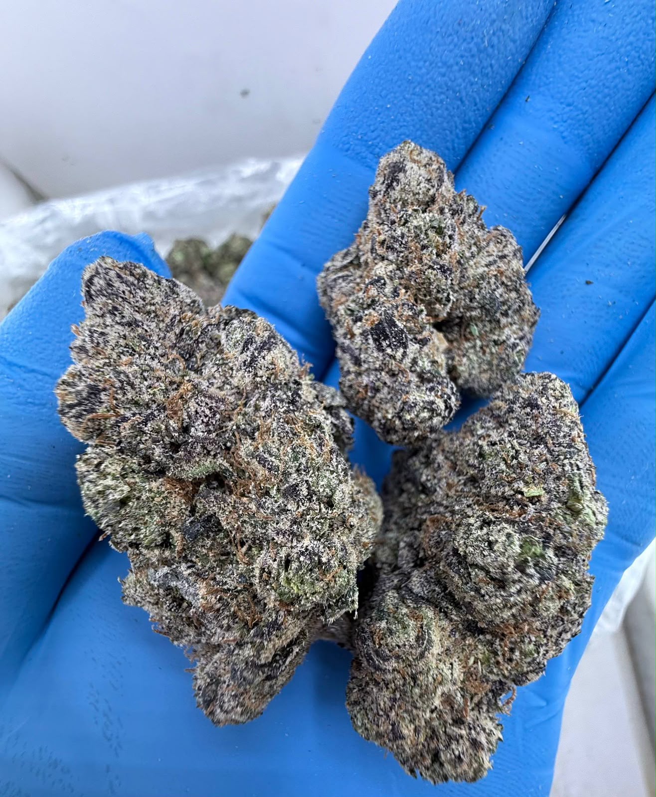 Pink Starburst