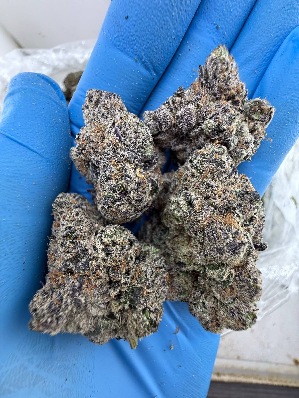 Purple Nerdz